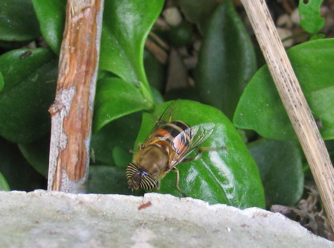 Syrphidae: Eristalinus taeniops e Eristalis interruptus?